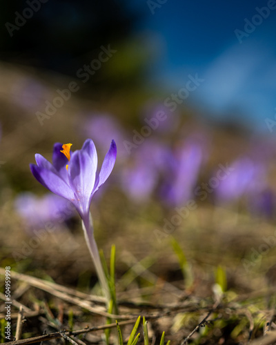 Typical spring mountain flowers. Crocus vernus, Crocus heuffelianus, Crocus scepusiensis. The Low Tatras, Slovakia.