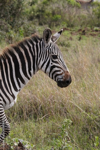 Side of a zebra as seen in a safari © Rocio