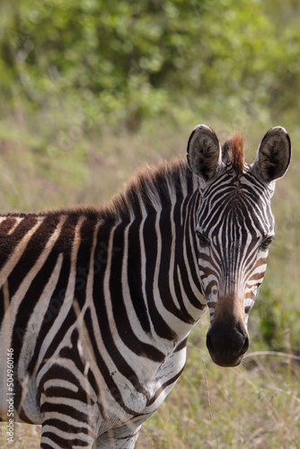 Zebra in the safari looking front