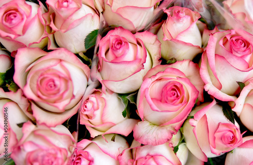 Fototapeta Naklejka Na Ścianę i Meble -  Róże jasnoróżowe