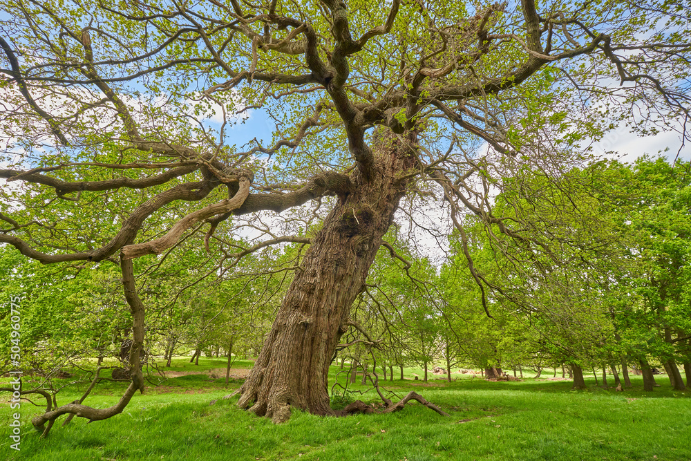 Old dead tree in a park