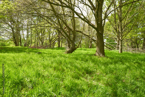 Sparse woodland and meadow scene