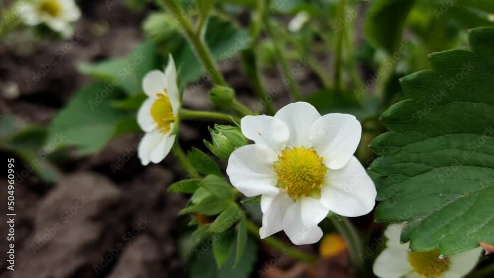 Green succulent strawberry bush with white flowers on the field, close-up Green succulent strawberry bush with white flowers on the field, close-up