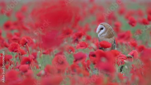 The amazing Barn owl wrapped by red (Tyto alba)