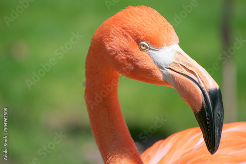 Pink flamingo closeup of side profile of face