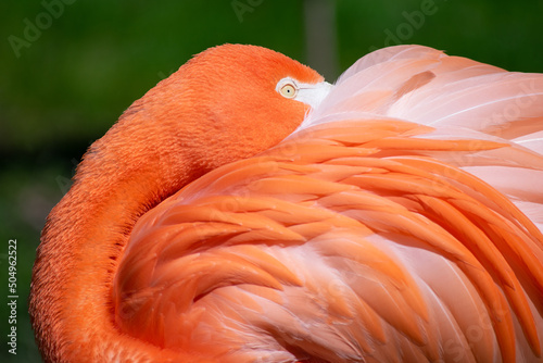 Closeup pink flamingo with head tucked under its wing