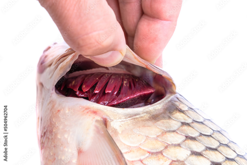 Fototapeta premium A man's hand shows the gills of a fresh carp fish, close-up