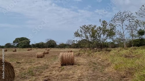 Vista panorámica de campo de pasto seco en Pedasi, Panamá. photo