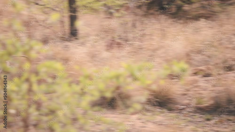 Vervet monkey jumping down from tree and running in african savannah. Vervet monkey jumping down from tree and running in african savannah.