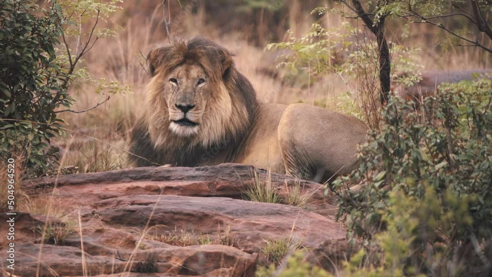 Lion lying on rocks, opening eyes into camera, then closing them again. Lion lying on rocks, opening eyes into camera, then closing them again.