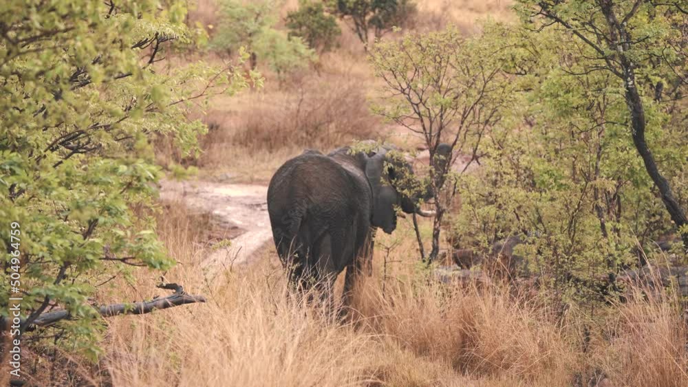 African elephant eating leaves off savannah trees with its trunk.