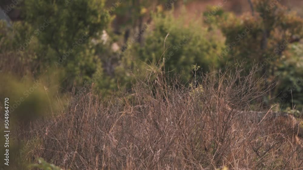 Black-backed jackal trotting in african savannah bushland, slow motion. Black-backed jackal trotting in african savannah bushland, slow motion.