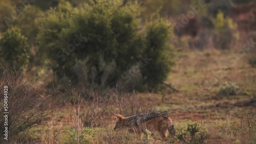 Black-backed jackal prowling african savannah bushland at dusk.