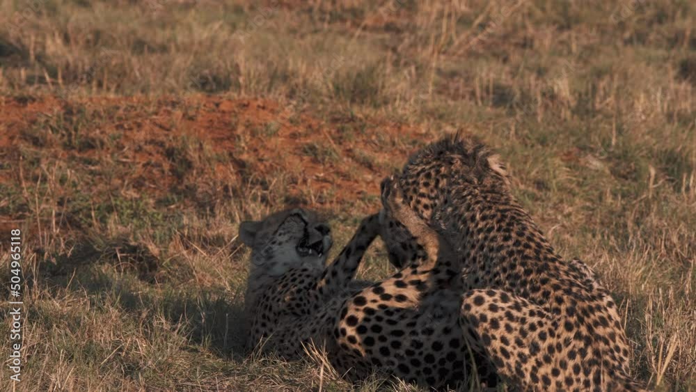 Two cheetahs playfully fighting in african savannah grass at dusk. Two cheetahs playfully fighting in african savannah grass at dusk.