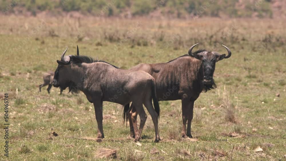 Two wildebeests standing back to back, warthog striding behind. Two wildebeests standing back to back, warthog striding behind.