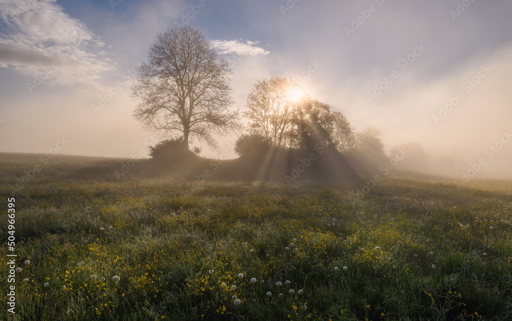 Sunrise on the meadow full of flowers