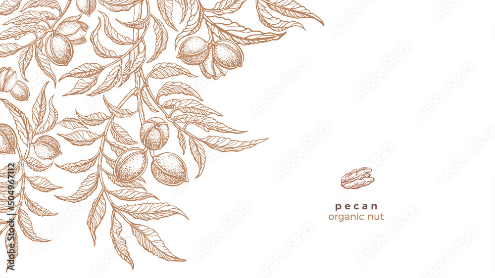 Pecan tree, texture nuts. Vector graphic template Pecan tree, texture nuts. Vector graphic template