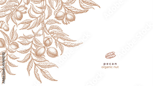 Pecan tree, texture nuts. Vector graphic template