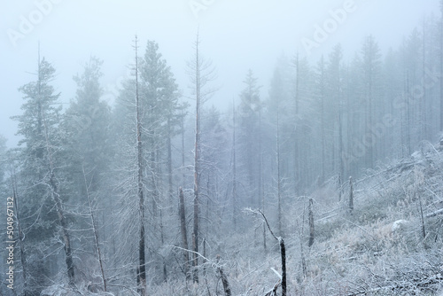 Snowy misty mountain forest in central Oregon.