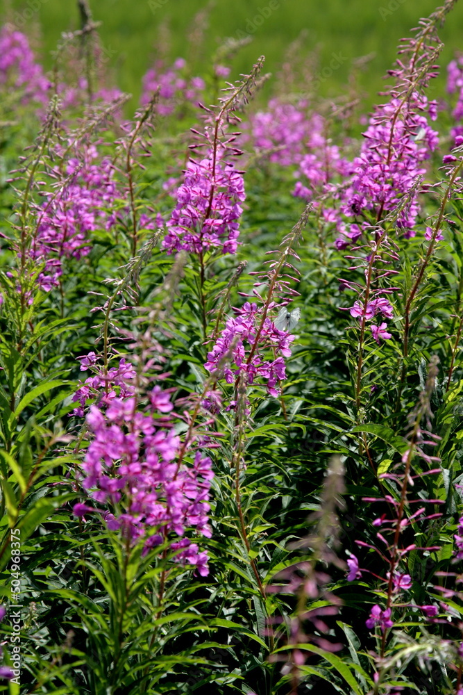 Fototapeta premium Blooming Willow herb flowers, Ivan chaj tea on blue sky. Willow herb meadow. Chamaenerion angustifolium flowers.Selective focus with shallow depth of field