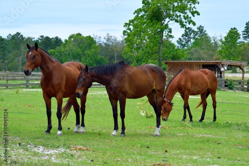Beautiful brown horses grazing on field.  Photographed at rural Florida Palm Coast.