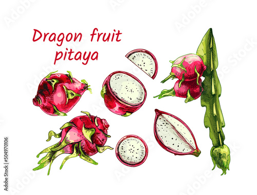 717_dragon fruit plant_dragon fruit Dragon Fruit, Hylocereus, Pitahaya, Pitahaya, Hand drawn vector illustration of pitahaya stalk, with fruit isolated on white background, set, whole, half, fruit sli