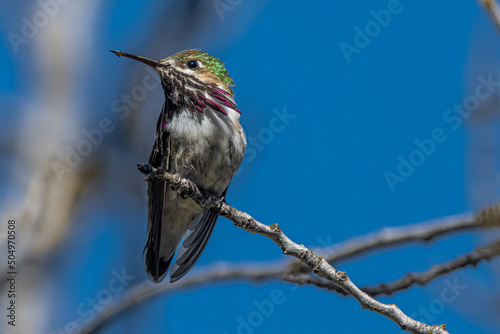 Calliope Hummingbird (Selasphorus calliope) Perching on a Cheery Tree photo