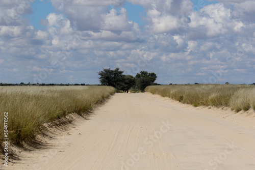 Open dirt road in the Kgalagadi Transfrontier Park  South Africa