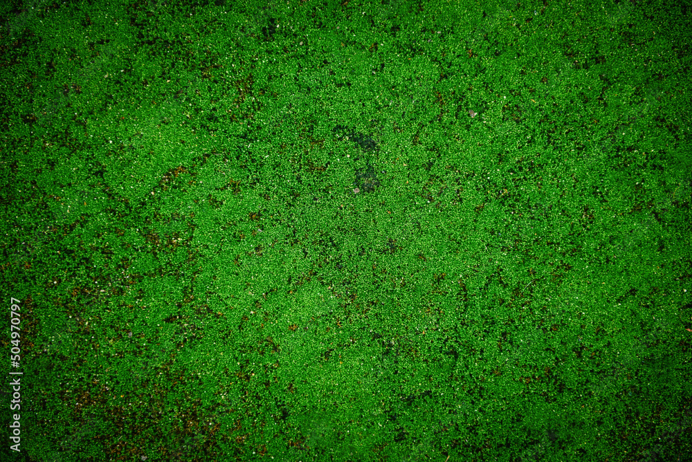 green moss on the floor background
