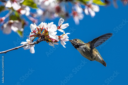 Calliope Hummingbird (Selasphorus calliope) Feeding on Cheery Flowers photo
