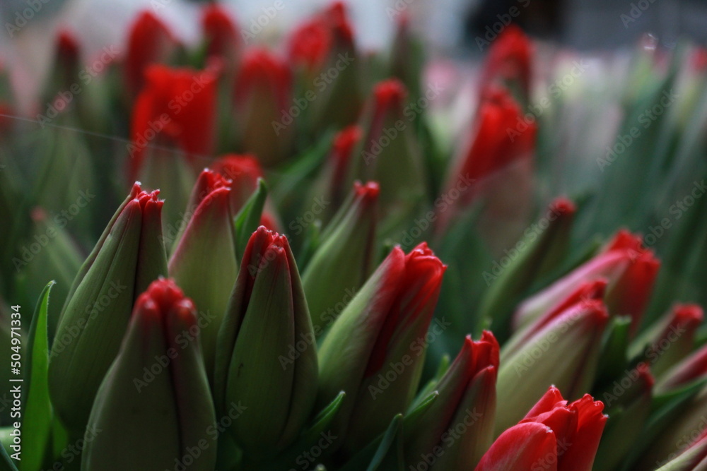 Red tulip Red tulip