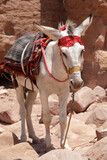 Donkey or ass, Equus africanus asinus, Petra, Jordan