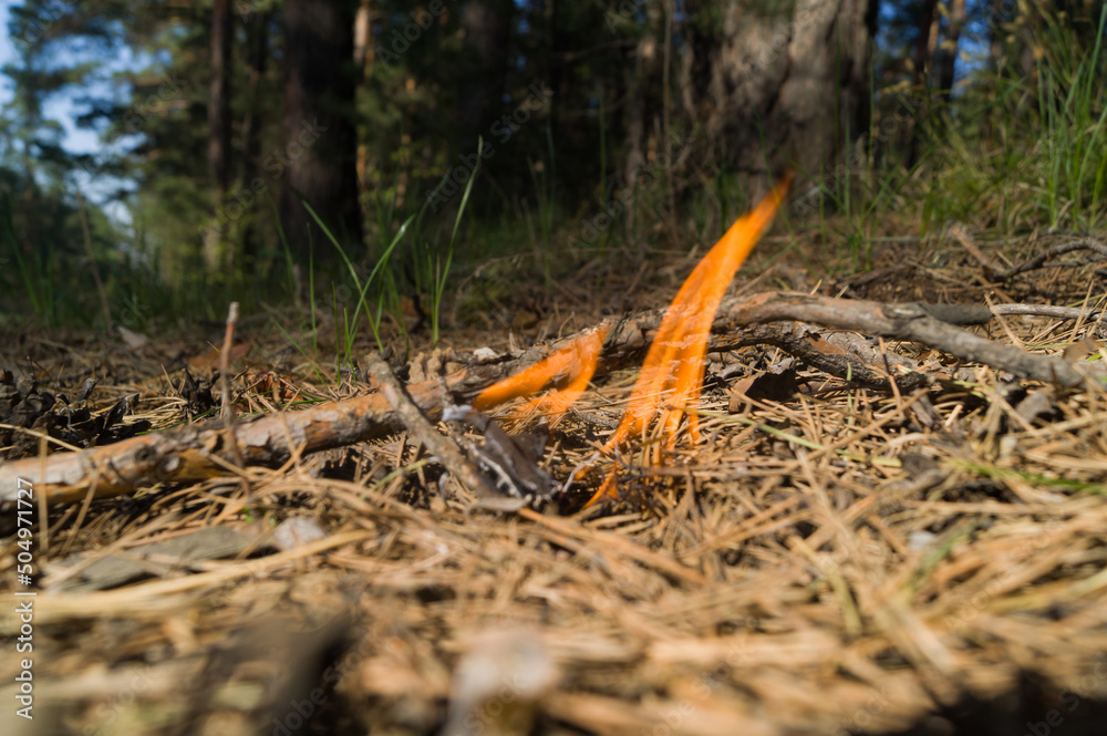 Wildfire. The threat of disaster and a large forest fire. Dry grass, needles and branches are burning. Dangerous open fire. Selective focus Wildfire. The threat of disaster and a large forest fire. Dry grass, needles and branches are burning. Dangerous open fire. Selective focus