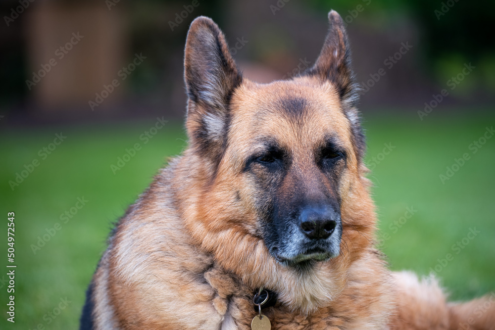 portrait of a a beautiful alsatian german shepherd bitch