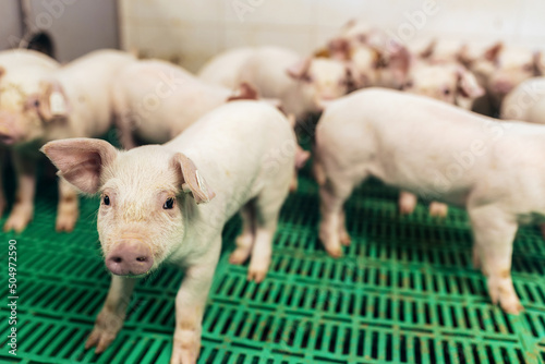 Foto A small piglet in the farm. Swine in a stall.