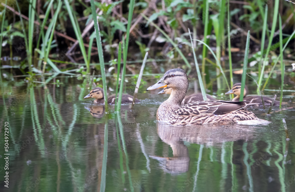 Fototapeta premium closeup of a female mother mallard duck escorting her small flock of ducklings along a chalkstream river