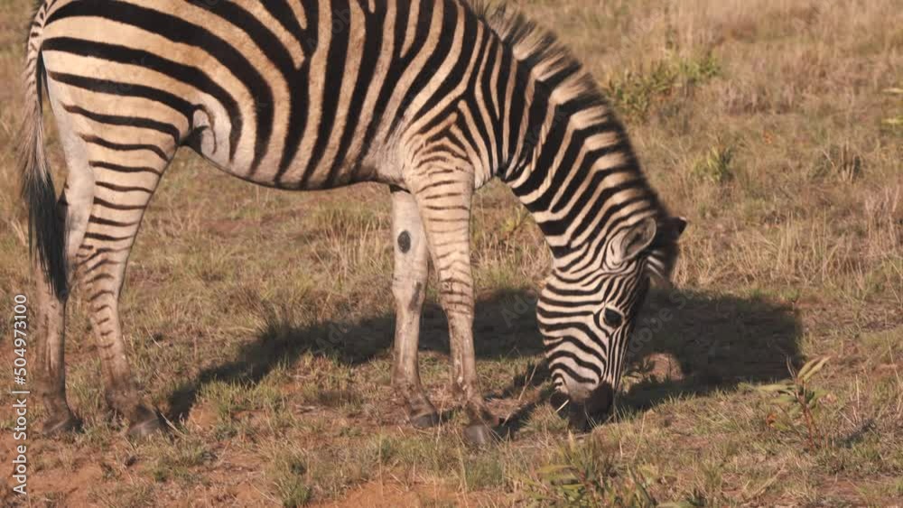 Plains zebra walking up on savannah slope to graze on grass. Plains zebra walking up on savannah slope to graze on grass.