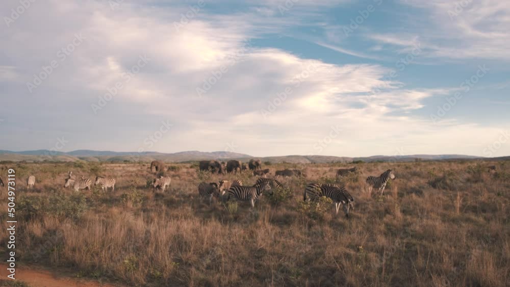 Elephants and zebras grazing together in african savannah landscape. Elephants and zebras grazing together in african savannah landscape.