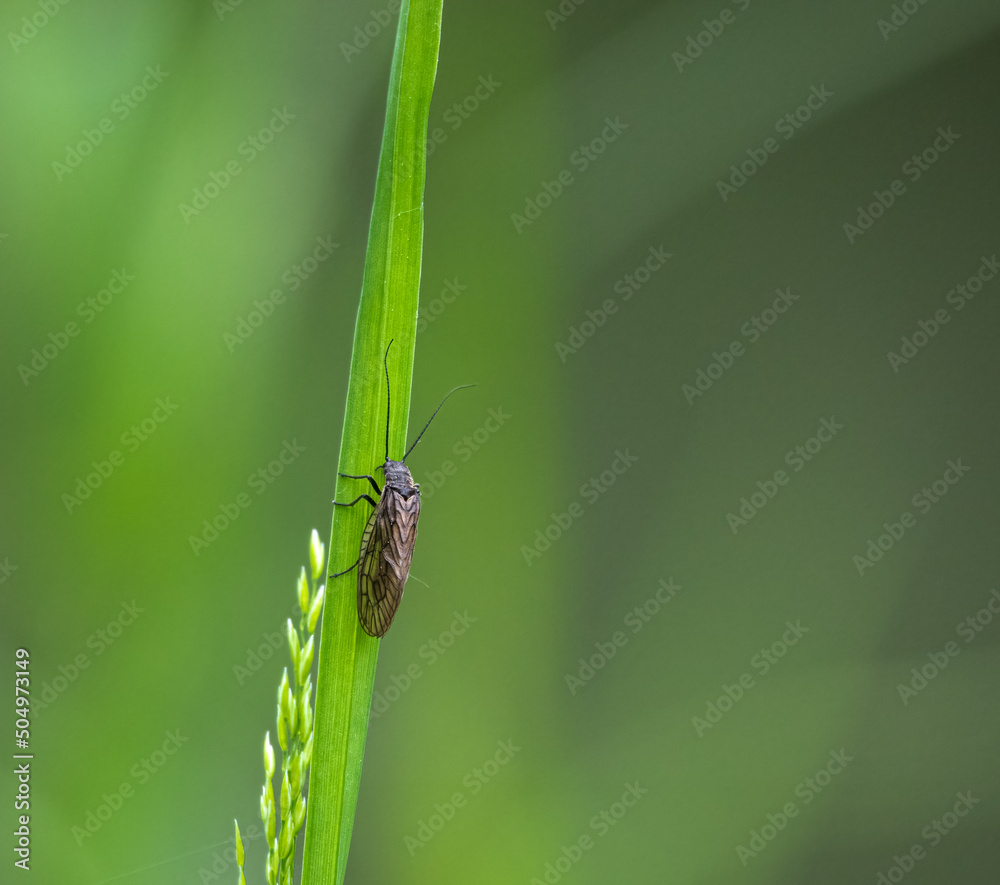 closeup of a Caddisfly (Trichoptera) resting on a light green river reed leaf closeup of a Caddisfly (Trichoptera) resting on a light green river reed leaf