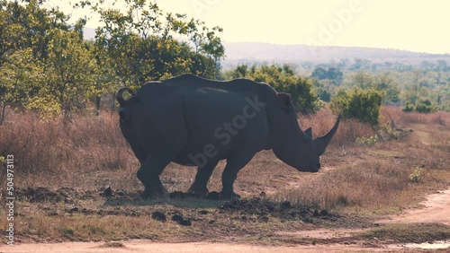 White rhinoceros defecating on dirt road in african savannah.
