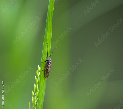closeup of a Caddisfly (Trichoptera) resting on a light green river reed leaf 