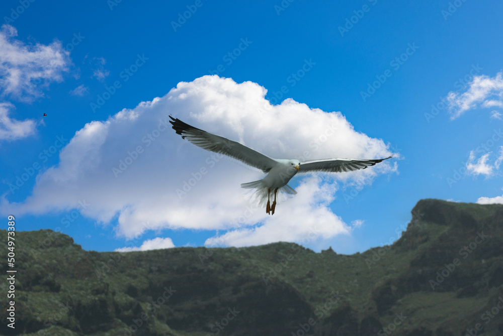 Seagull in flight,Spain,Europe