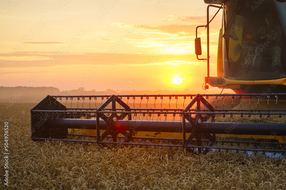 Fototapeta premium Combine harvester harvests ripe wheat. Ripe ears of gold field on the sunset cloudy orange sky background. . Concept of a rich harvest. Agriculture image