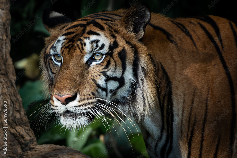 The tiger stands to look at something with interest. The tiger stands to look at something with interest.