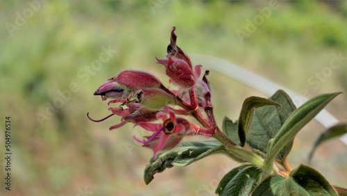 Closeup of Beautiful flowers of Tibouchina urvilleana also known as princess flower, purple glorytree. photo