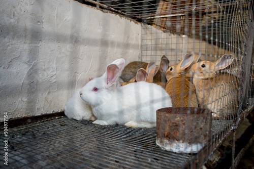 Rabbits in rabbit-hutch on animal farm, barn ranch background. Bunny in hutch on natural eco farm. Modern animal livestock and ecological farming concept photo