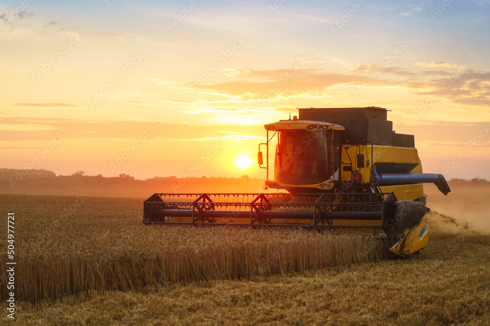 Fototapeta premium Combine harvester harvests ripe wheat. Ripe ears of gold field on the sunset cloudy orange sky background. . Concept of a rich harvest. Agriculture image