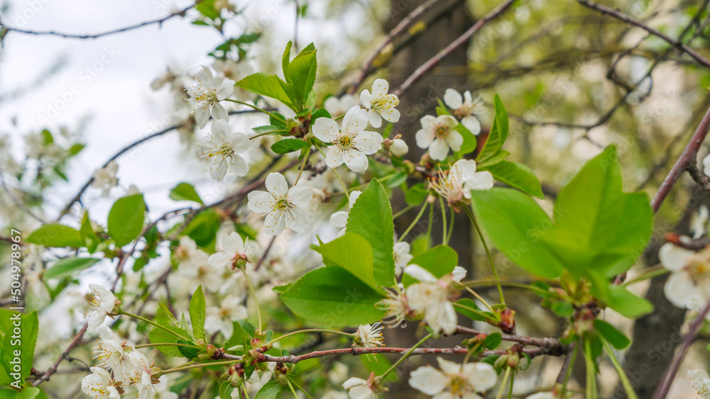 White apple or cherry flowers in springtime. Background with blooming flowers in spring day.