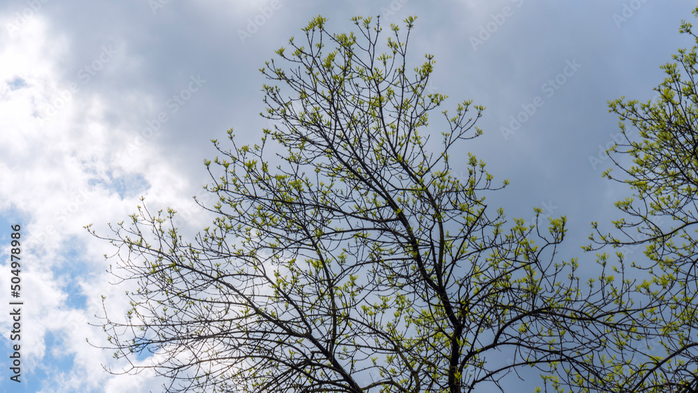 Young vibrant green leaves on stormy sky background. The first spring tender leaves, buds and branches. Young vibrant green leaves on stormy sky background. The first spring tender leaves, buds and branches.