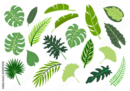 Vector illustrations set of green tropical leaves. Exotic plants collection. Botanical decor for summer